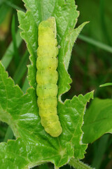 Fototapeta premium Vertical closeup on the large green caterpillar of the Angle Shades owlet moth, Phlogophora meticulosa
