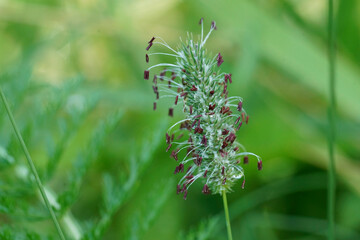 Closeup on a flowering Timothy grass, Phleum species