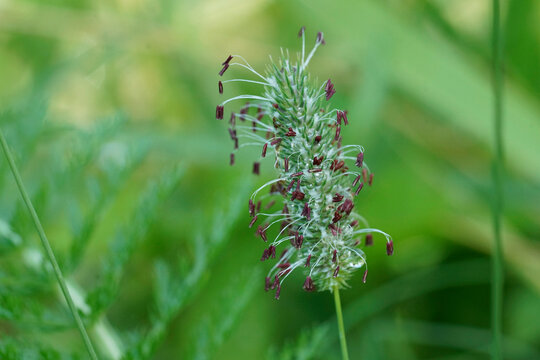 Closeup on a flowering Timothy grass, Phleum species