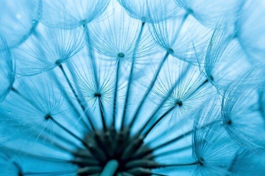 Close up of dandelion on the blue background. © ANNY