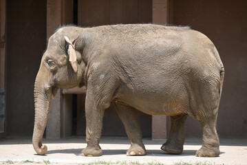 Fototapeta premium アジアゾウ（Elephas maximus）