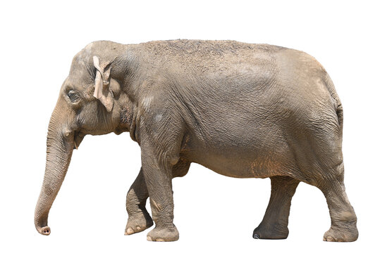 アジアゾウ（Elephas maximus）