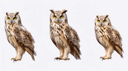 Abwaschbare Fototapete Eulen-Cartoons Portrait of a owl 