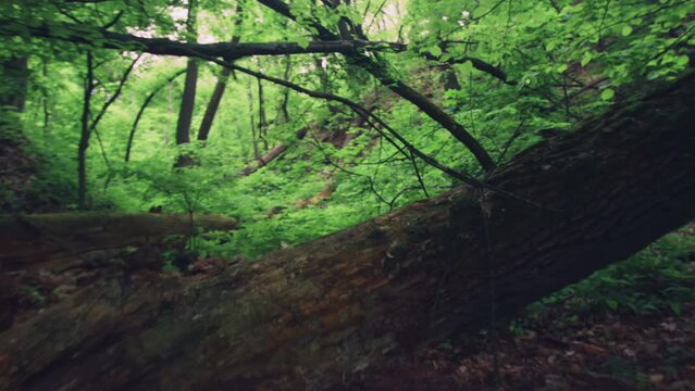 Running through the forest, evading fallen trees, a tale of courage amid the wild.
