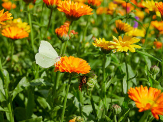 beautiful colorful meadow of wild flowers    
