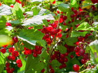 Redcurrant Harvest. Berries Red currants on a bush branch in the garden in summer. Selected focus, shallow depth of field.   