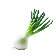 Single fresh young spring onion