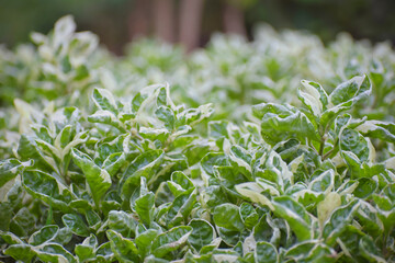 Foliage Plant Diervella Cool Splash in full sun to part shade locations. This photo suitable for desktop wallpaper, please Microsoft...buy this photo