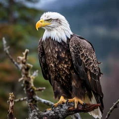 Foto op Plexiglas american bald eagle © Ilyes