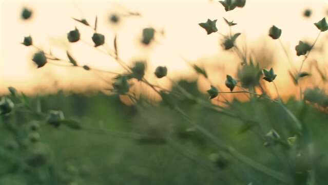Flax on the field. Flax plant with green seeds after blooming. Agricultural crop, production of vegetable oil slow motion