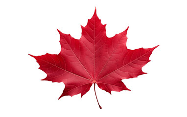 Isolated Red Maple Leaf on Background. Generative AI