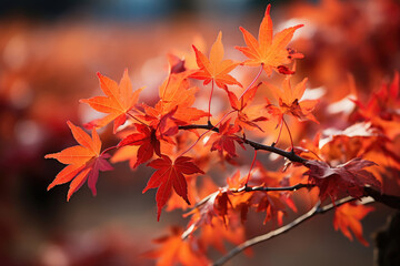 Naklejka na ściany i meble Beautiful maple leaves in autumn sunny day