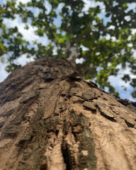 tree bark and tree