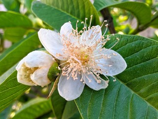 A white flower on a green plant named campomanesia