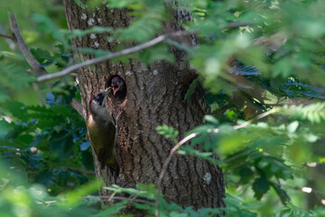 European green woodpecker (Picus viridis) feeding chick with insects in its nest. Animal, wild life nature photography taken in Sweden in June.