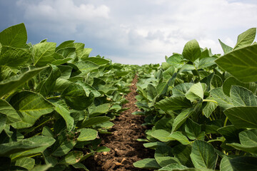 Rain coming over a soybean crop in spring
