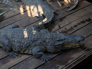 Crocodile farm on Tonle Sap lake in Cambodia