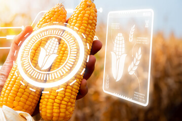 Close up reveals the farmer's hand cradling a harvested ear of corn amidst the dry field bathed in...