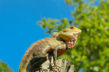lizard on a tree
