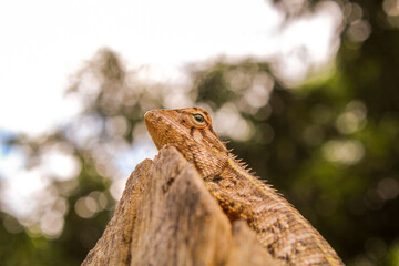 lizard on tree