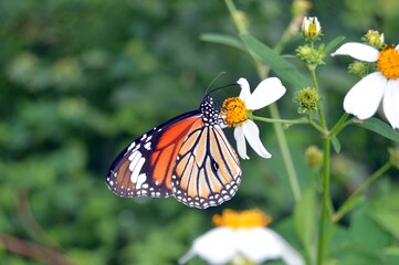 monarch butterfly on a flower