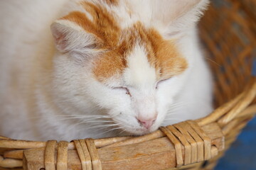 A red and white cat sleeps in a basket in Rhodes, Greece