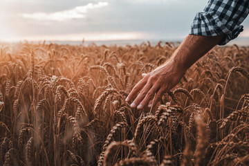 Close up of male farmer hand in the wheat field at the sunset with copy space