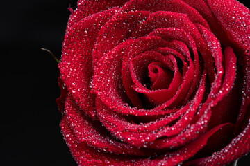 濡れている赤いバラの花