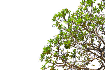 green leaf or tree branch isolated on white background.