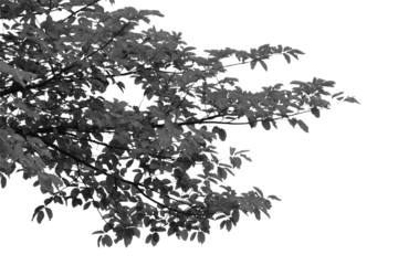 Silhouette tree branch isolated with white background.