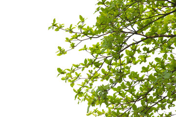 green leaf or tree branch isolated on white background.