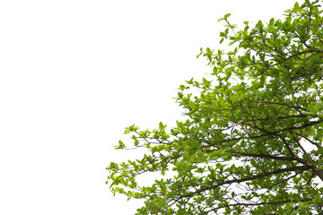 green leaf or tree branch isolated on white background.