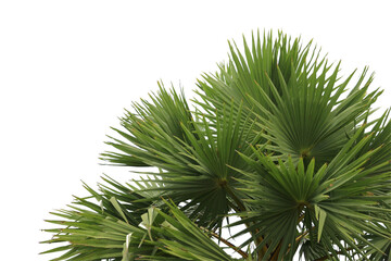 green coconut leaf or tree branch isolated on white background.Selection focus. © Parichart