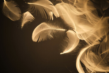 Feathers of light on dark background closeup