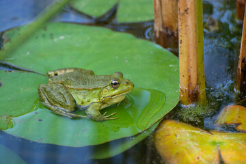 Green frog rests on a leaf of water lily in a pond