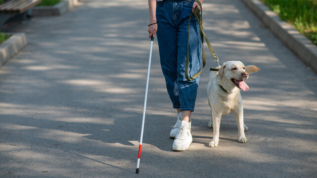Close-up of female legs with tactile cane and guide dog in the park. 