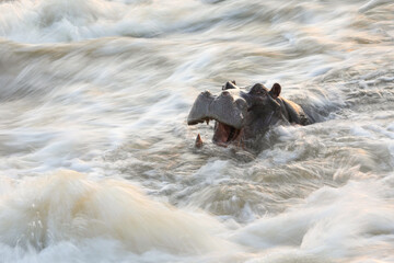 Hippo lying in flowing river with motion blur