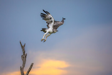 Martial eagle flying from dead tree with sunrise background
