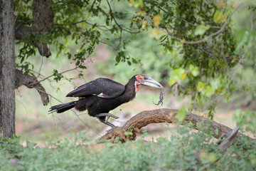 Southern ground hornbill walking in forest with lizard in its beak