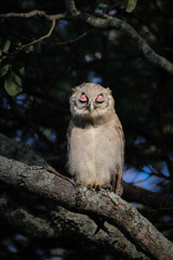 Verreaux's eagle-owl asleep in forest tree with pink eyelids