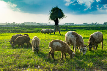 Obraz premium Story of a farmer's life