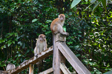 Long-tailed macaque