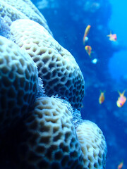 Close Up of Corals in the Red Sea