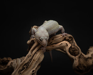 Chonky gray lizard with dark eyes climbs a winding snag. Portrait of eublefar on branch in studio on dark background. Beautiful exotic pet in the studio. High quality horizontal photo of leopard gecko