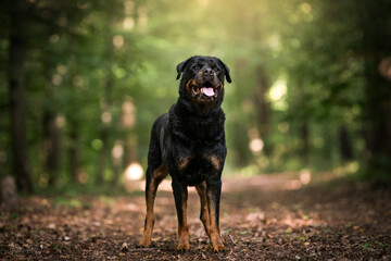The Rottweiler dog portrait of a robust working breed