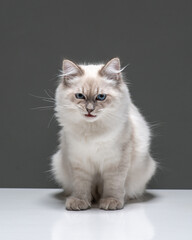 Fluffy grey cat with blue eyes and angry grumpy muzzle. Sitting Neva Masquerade kitten on a gray background. High quality vertical photo of long-hair cat