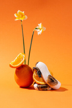 Piebald ball python with narcissus and sliced orange. Snake wrapped around half an orange on orange background. Exotic pet, flowers and fruits in studio. Colorful vertical photo