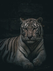 Tigre blanc