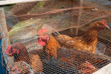 Caged red hens within Uttarakhand household. Domestic setting. © Rupendra143