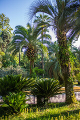 Fototapeta na wymiar Beautiful landscape with bright tropical trees and palms in Arboretum park in Sochi Russia on a clear summer sunny day. Concert-tropics and travel